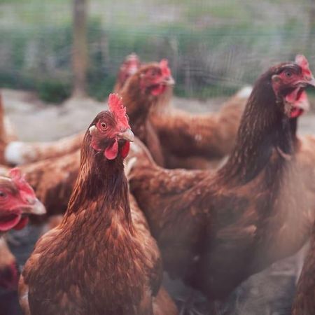 The Bothy, Press Mains Farm Cottages アイマス エクステリア 写真